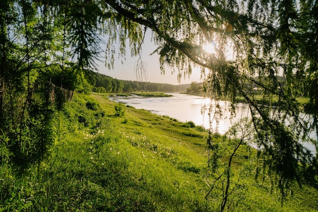 SunKissed Riverbank Embraced by Green Branches