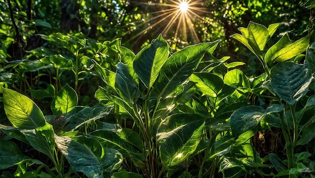 Sunlight dances on intricate textures of green leaves encapsulating essence of natural carbon capt