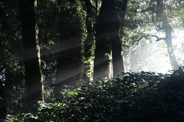 Sunlight in the dark forest with wild tree shadow