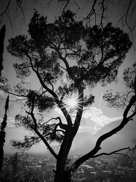 Sunlight emitting through tree against city and sky