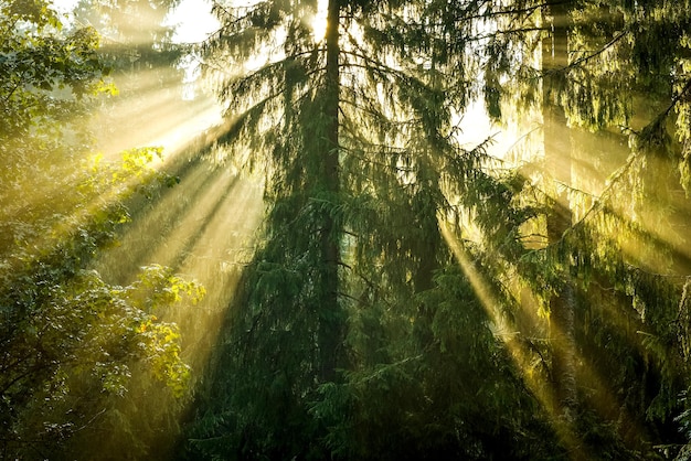 Photo sunlight falling through trees in forest