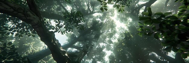 Sunlight filtering through dense tree canopies