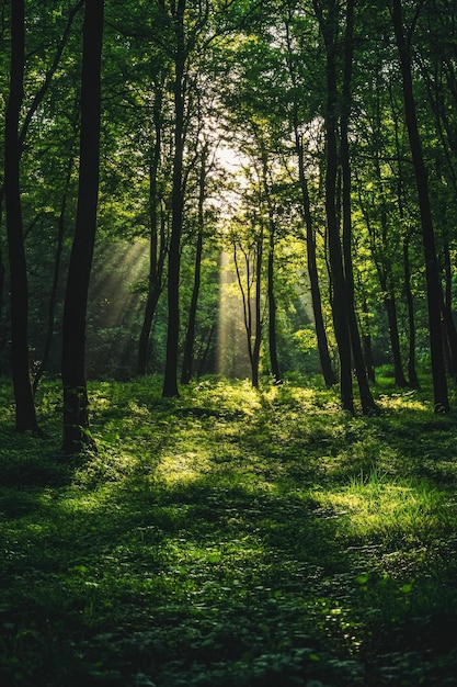 Photo sunlight filtering through forest trees