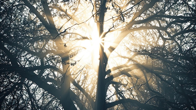 Photo sunlight filtering through tree branches natures unique display