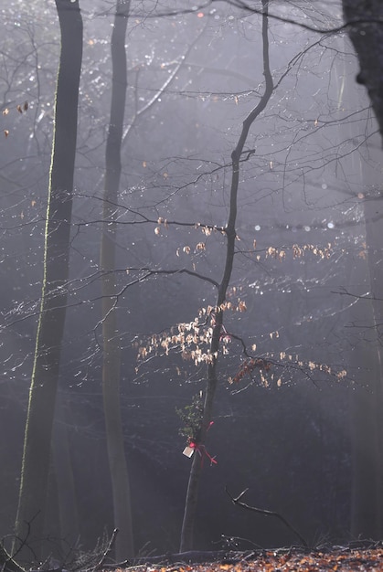 Sunlight filters through a misty forest canopy