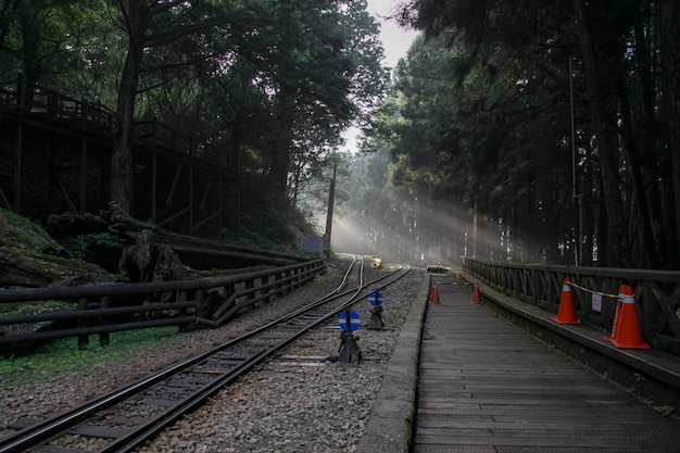 sunlight in forest on the railway at Alishan line,taiwan