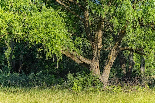 Sunlight in the green forest springtime, tree trunk and green leaves closeup over meadow field