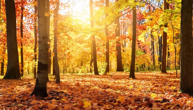 Sunlight is shining through the trees on a beautiful autumn day