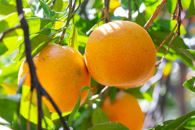 Sunlight orange trees orchard overgrown yellow orange citrus