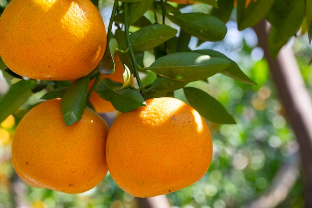 Sunlight orange trees orchard overgrown yellow orange citrus