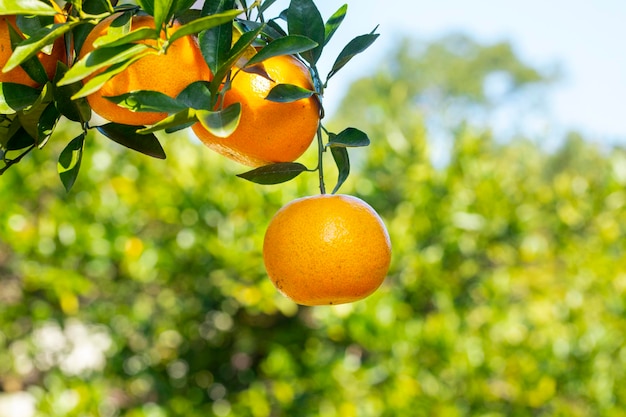 Sunlight orange trees orchard overgrown yellow orange citrus