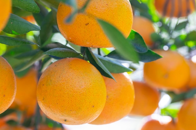 Sunlight orange trees orchard overgrown yellow orange citrus