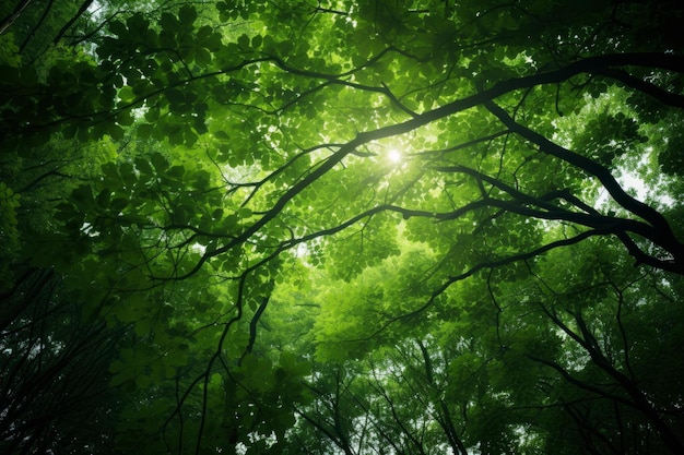 Sunlight piercing through lush forest canopy