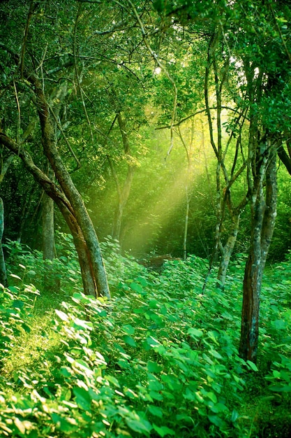 Sunlight rays pour through leaves in a rainforest at Sri Lanka