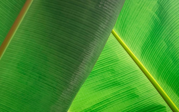 Sunlight and shadow on backside of green banana leaf surface in botanical garden