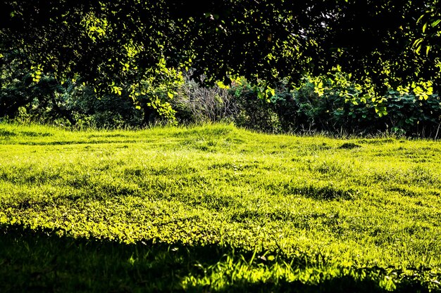 Sunlight shine through Green Spring Park with fresh grass and trees Beautiful nature background