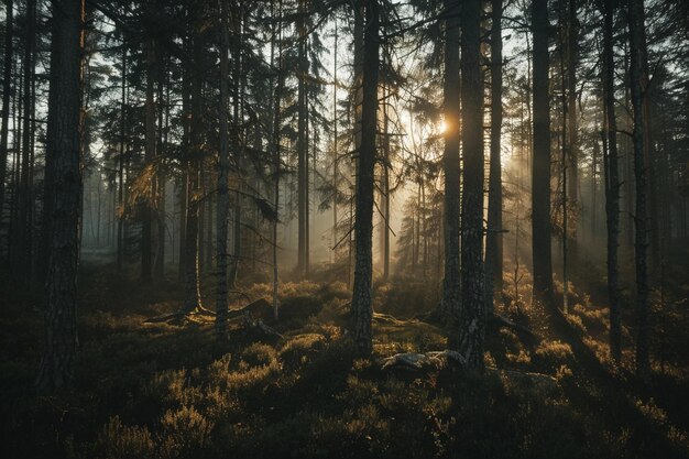 Photo sunlight shining through the misty woods