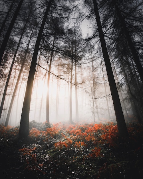 Sunlight shining through the misty woods