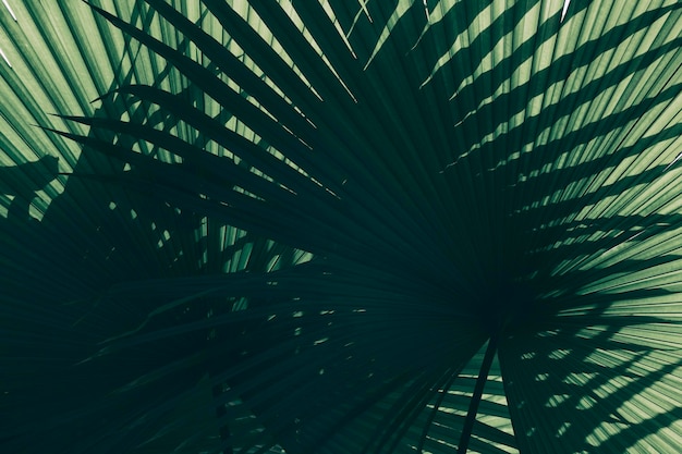 Sunlight shining through tropical palm leaf