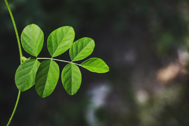 Sunlight spot on green leaves with beautiful bokeh background