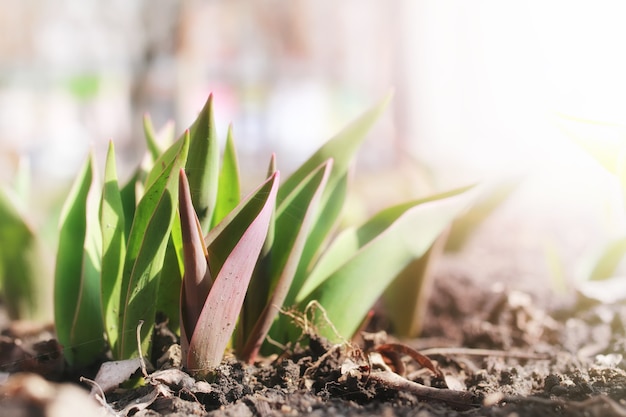 Photo sunlight on sprout tulips