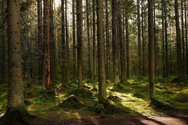 Sunlight streaming through a autumn pine forest