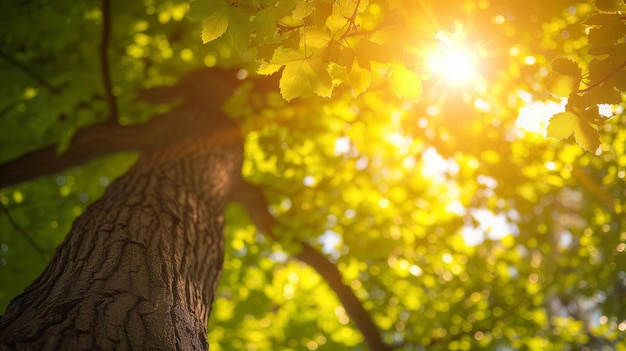 Sunlight streaming through the leaves of a tall tree