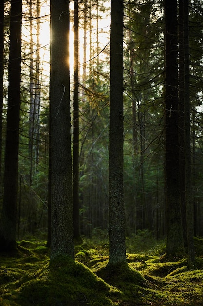 Sunlight streaming through a pine forest