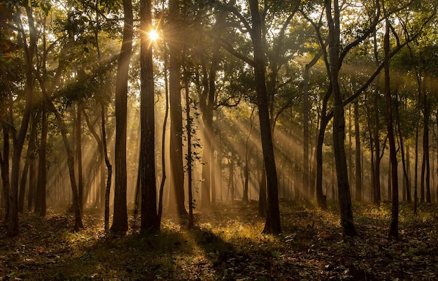 Sunlight streaming through trees in forest