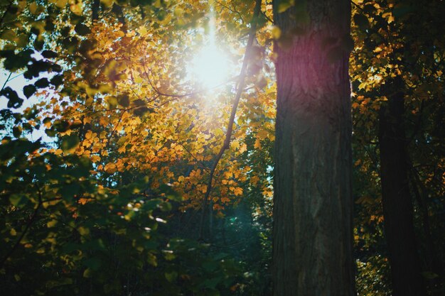 Photo sunlight streaming through trees at forest