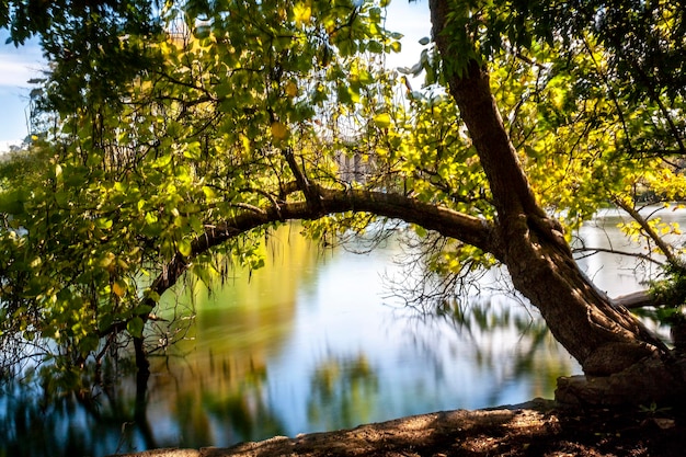 Photo sunlight streaming through trees in lake