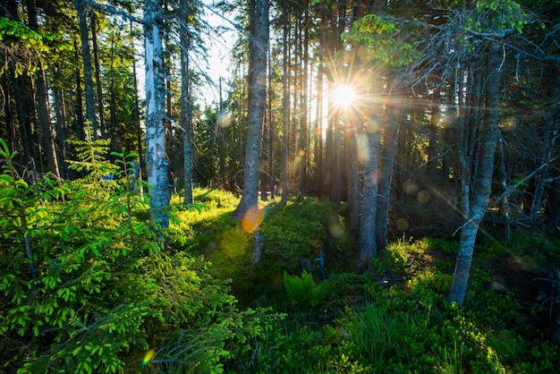 Sunlight through fir trees