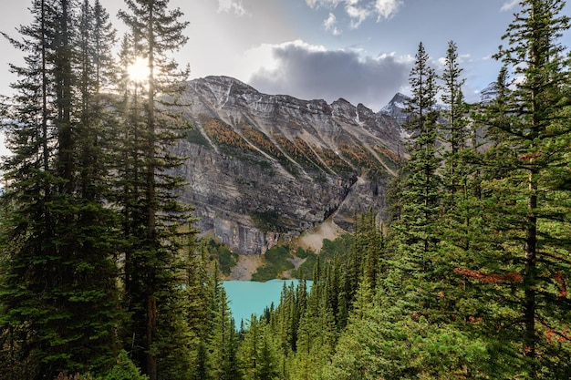 Sunlight through pine forest with rocky mountains in Lake Louise at Banff national park, Canada