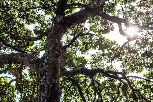 Sunlight Through the Tree