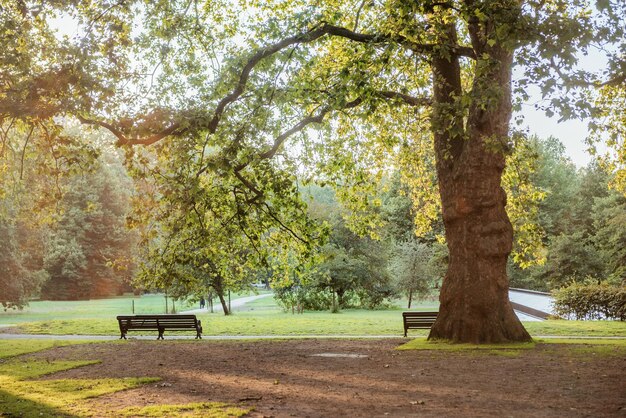 Photo sunlight through trees in a quiet london park