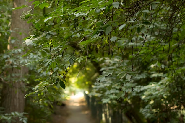 Sunlight through the trees