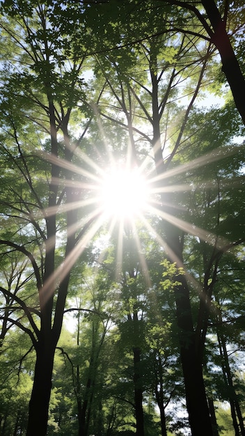 Photo sunlight through trees