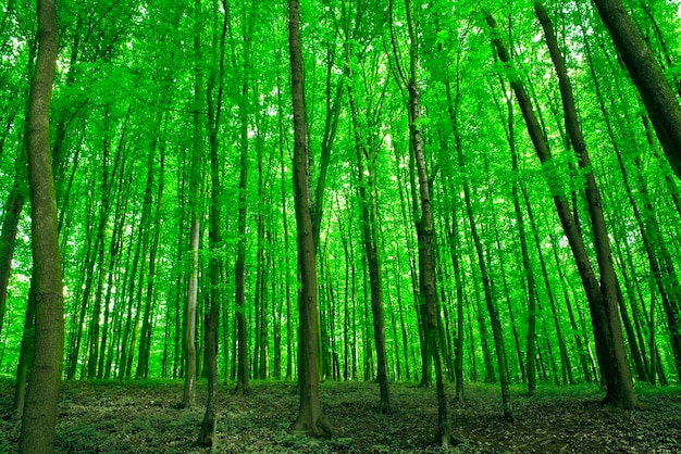 Sunlight in trees of green summer forest