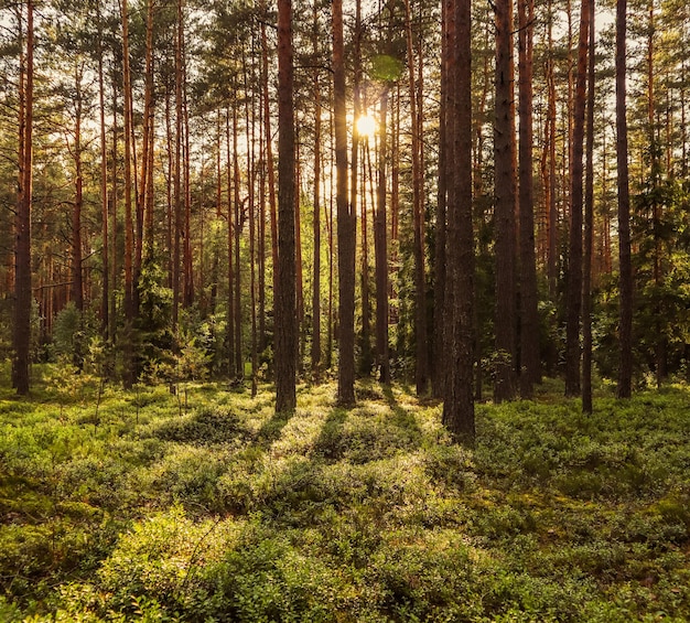 Sunlight on trees in a pine forest at sunset Summer nature landscape