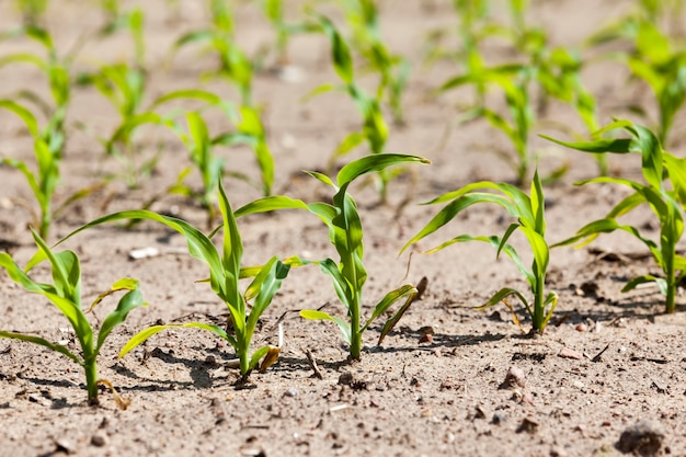 Photo sunlit agricultural field with green sweet corn