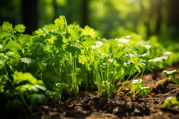 Sunlit garden scene showcasing vibrant green parsley leaves with a fresh and lush appearance