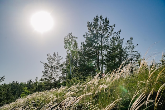 Sunlit Green Meadow with Forest Backdrop