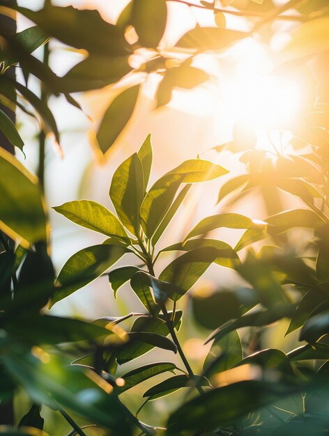 Photo sunlit greenery with warm natural light