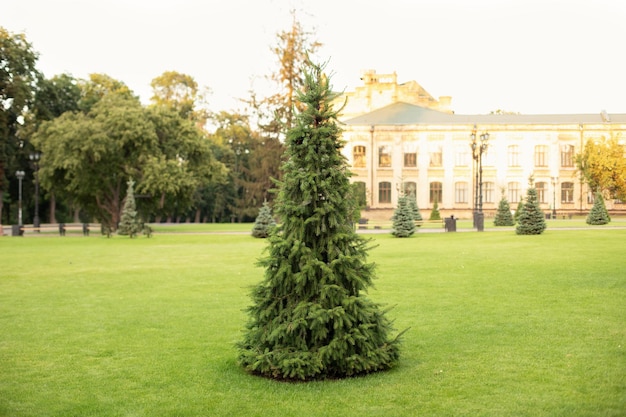 Sunlit landscape with blue spruce. Lawn in summer garden with pines.