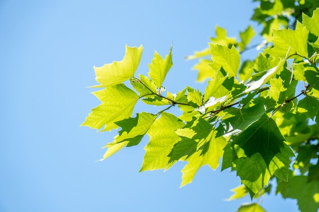 Sunlit leaves of sycamore as natural background, nature