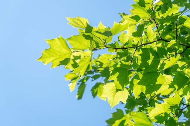 Sunlit leaves of sycamore