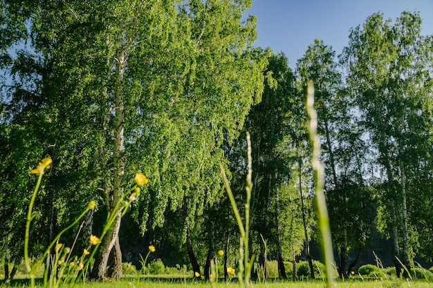 Sunlit Meadow with Flowers Against Forest Backdrop