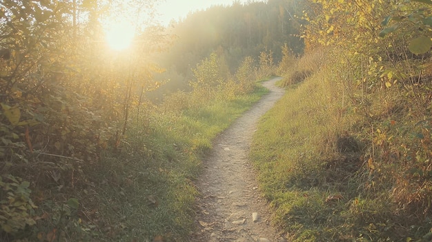 Photo sunlit path through green forest nature trail in sunlight