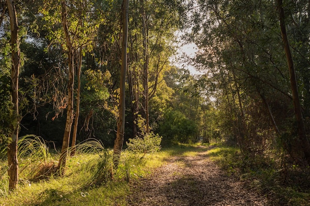 Sunlit pine forest