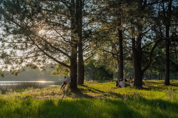 Sunlit pine forest